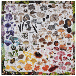 Mushroom rainbow